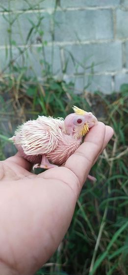 ขายลูกป้อนนกค๊อกคาเทลสีเหลืองเเก้มพาสเทล..ลูติโน่..ไซส์น่าป้อน..ป้อนง่าย..เชื่องๆ..ร้องเพลงได้..สามารถฝึกพูดได้..สนใจโทร 0929135188 รูปที่ 2