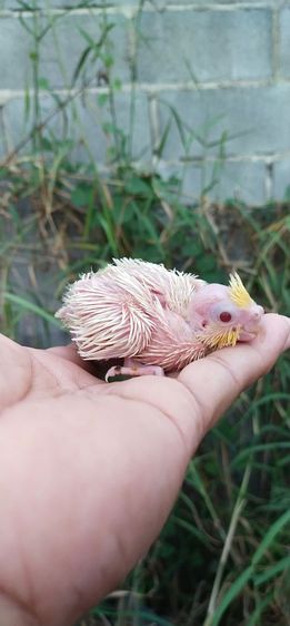 ขายลูกป้อนนกค๊อกคาเทลสีเหลืองเเก้มพาสเทล..ลูติโน่..ไซส์น่าป้อน..ป้อนง่าย..เชื่องๆ..ร้องเพลงได้..สามารถฝึกพูดได้..สนใจโทร 0929135188 รูปที่ 4