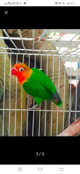 ขายนกเลิฟเบิร์ดสีกรีนฟิชเชอร์สปิทบูล..ตัวผู้เเละตัวเมีย..สีสวยสดใส..สนใจติดต่อโทร 0929135188 รูปที่ 3