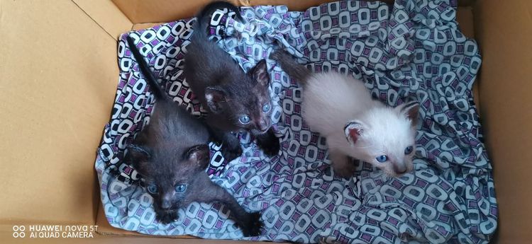 แมวน้อย รูปที่ 4