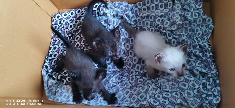 แมวน้อย รูปที่ 5