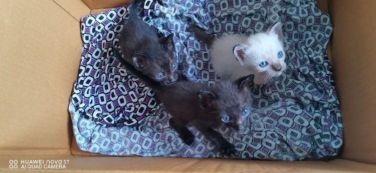 แมวน้อย รูปที่ 9