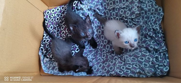 แมวน้อย รูปที่ 10