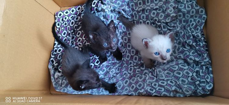 แมวน้อย รูปที่ 11