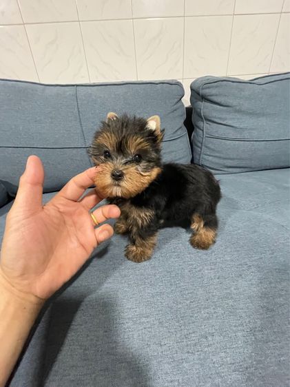 จำหน่ายสุนัขสายพันธุ์ยอร์คเชียร์และบีเวอร์ยอร์คเชียร์ รูปที่ 5