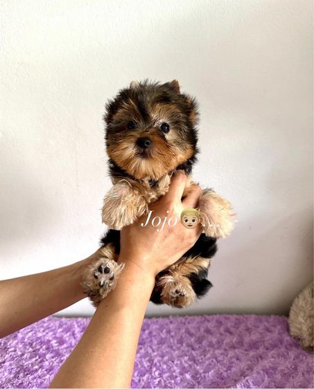 จำหน่ายสุนัขสายพันธุ์ยอร์คเชียร์และบีเวอร์ยอร์คเชียร์ รูปที่ 8