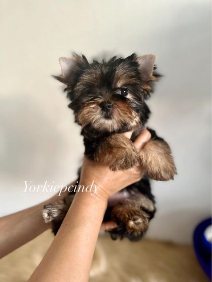 จำหน่ายสุนัขสายพันธุ์ยอร์คเชียร์และบีเวอร์ยอร์คเชียร์ รูปที่ 11