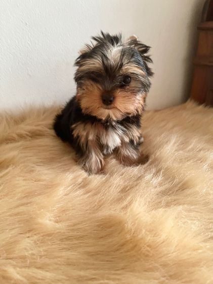 จำหน่ายสุนัขสายพันธุ์ยอร์คเชียร์และบีเวอร์ยอร์คเชียร์ รูปที่ 7