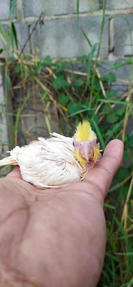 ขายลูกป้อนนกค๊อกคาเทลเเก้มพาสเทล รูปที่ 2