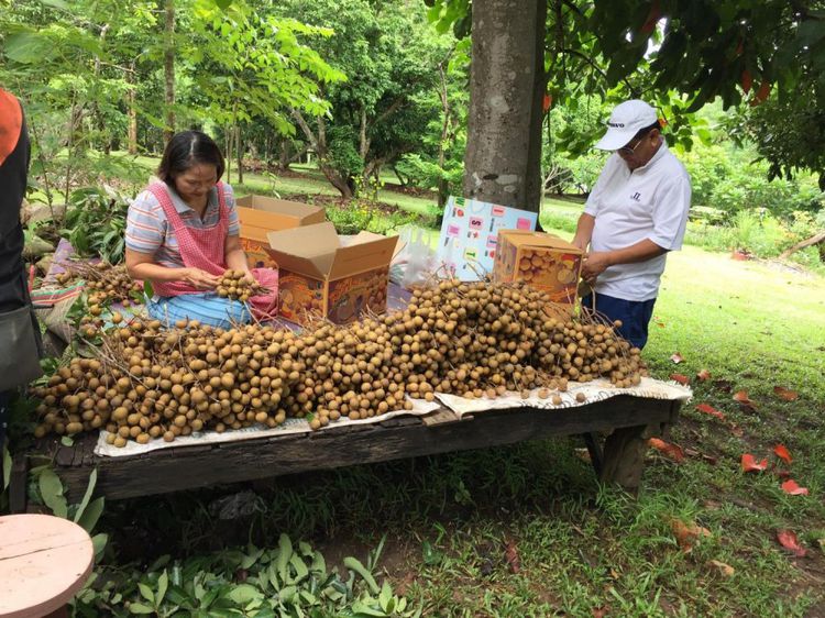 ขายที่ดินสวนผลไม้พร้อมเก็บ วิวสวย 19 ไร่ 2 งาน 20 ตรว. อ.แม่แตง จ.เชียงใหม่ รูปที่ 4