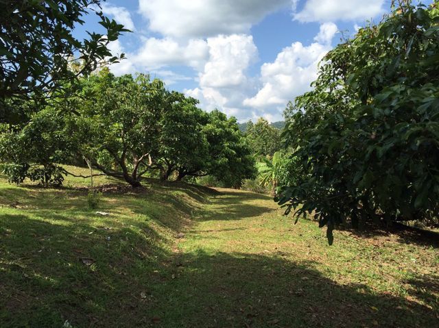 ขายที่ดินสวนผลไม้พร้อมเก็บ วิวสวย 19 ไร่ 2 งาน 20 ตรว. อ.แม่แตง จ.เชียงใหม่ รูปที่ 3