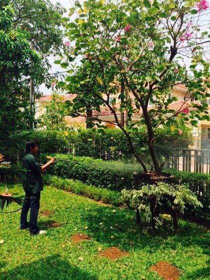 กำจัดปลวดมดแมลงQueenpestcontrolservice  รูปที่ 5