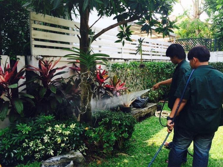 กำจัดปลวดมดแมลงQueenpestcontrolservice  รูปที่ 3