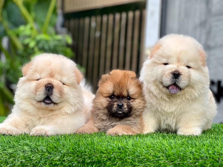 เชาว์เชาว์ เกรดนำเข้า พร้อมใบ รูปที่ 10