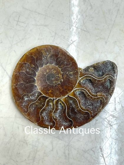 หอยแอมโมไนต์สะสม รูปที่ 6