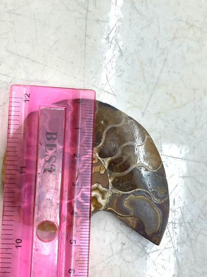 หอยแอมโมไนต์สะสม รูปที่ 5