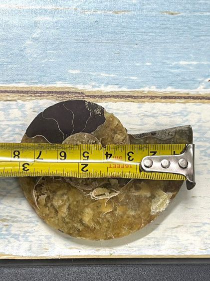 หอยแอมโมไนต์A1 รูปที่ 3