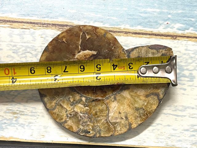 หอยแอมโมไนต์A2 รูปที่ 4