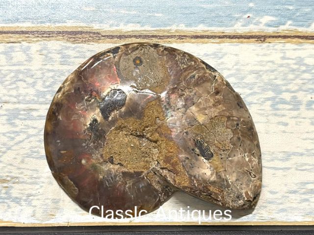 หอยแอมโมไนต์A2 รูปที่ 2