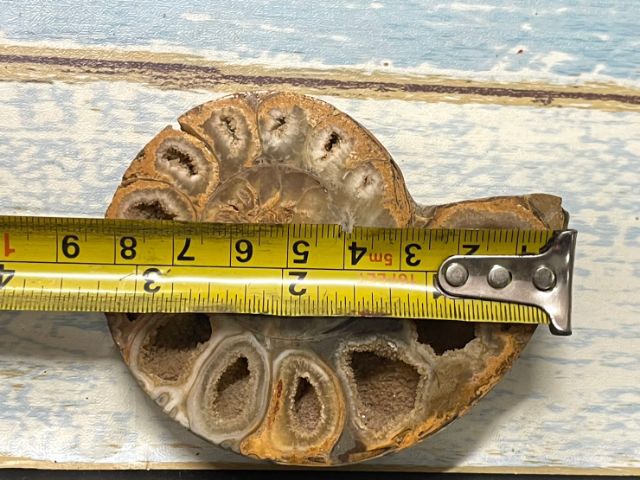 หอยแอมโมไนต์A3 รูปที่ 4