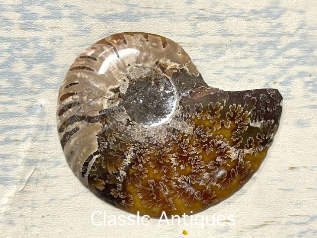 หอยแอมโมไนต์A4 รูปที่ 3