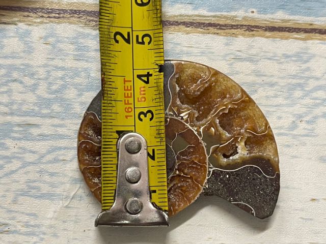 หอยแอมโมไนต์A4 รูปที่ 5