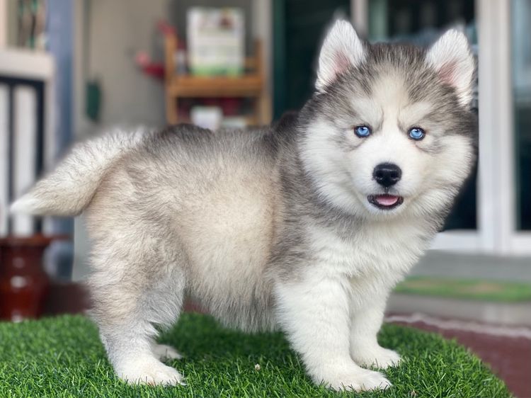 ไซบีเรียนวู้ดลี่โค้ท เกรดพรีเมียม พร้อมใบ รูปที่ 18