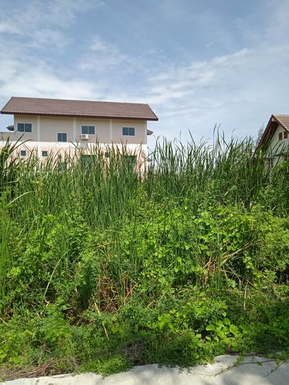 ที่ดินเปล่า 98 ตรว. โครงการจัดสรรทหารบก ซอย 7 ท่าตำหนัก กว้าง 12 x 30 เมตร รูปที่ 3