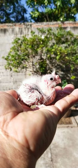 ขายลูกป้อนนกค๊อกคาเทล..สีขาวไวท์เฟสกั๊กมุก..สนใจโทร 0929135188 รูปที่ 2