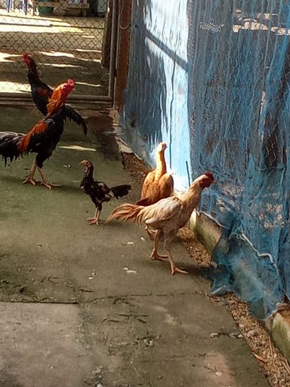 ไก่ดำอินโด ​ไก่หัวเราะ​ ​ไก่เหลืองหางขาว​ ​ไก่​เริ่มต้นตัวละ​600บ. รูปที่ 13
