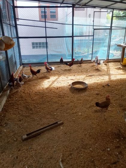 ไก่ดำอินโด ​ไก่หัวเราะ​ ​ไก่เหลืองหางขาว​ ​ไก่​เริ่มต้นตัวละ​600บ. รูปที่ 7