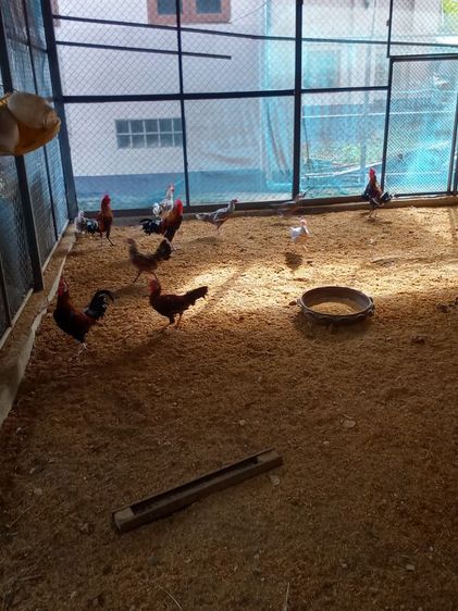 ไก่ดำอินโด ​ไก่หัวเราะ​ ​ไก่เหลืองหางขาว​ ​ไก่​เริ่มต้นตัวละ​600บ. รูปที่ 6