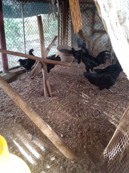 ไก่ดำอินโด ​ไก่หัวเราะ​ ​ไก่เหลืองหางขาว​ ​ไก่​เริ่มต้นตัวละ​600บ. รูปที่ 2