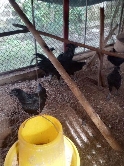 ไก่ดำอินโด ​ไก่หัวเราะ​ ​ไก่เหลืองหางขาว​ ​ไก่​เริ่มต้นตัวละ​600บ. รูปที่ 5