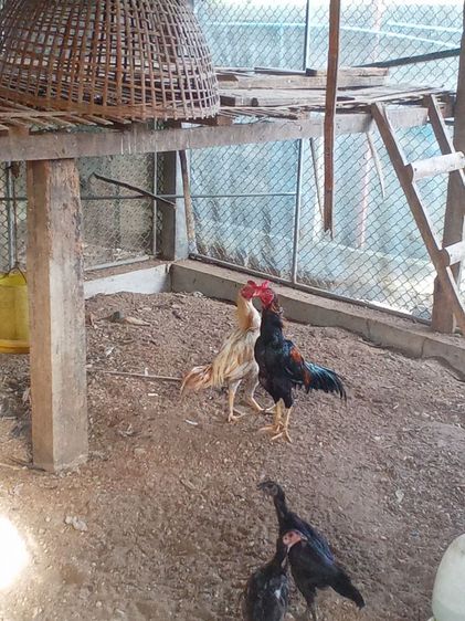ไก่ดำอินโด ​ไก่หัวเราะ​ ​ไก่เหลืองหางขาว​ ​ไก่​เริ่มต้นตัวละ​600บ. รูปที่ 14