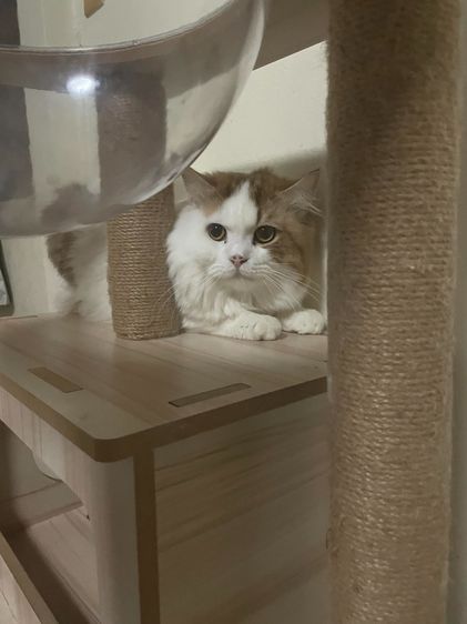 Mongkol Cat Hotel รับฝากเลี้ยง โรงแรมแมวพัฒนาการ  ทองหล่อ เอกมัย พระราม 9 ประเวศ อ่อนนุช อุดมสุข เฉลิมพระเกียรติ กรุงเทพกรีฑา กรุงเทพ รูปที่ 12
