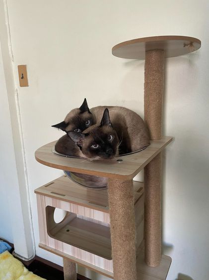 Mongkol Cat Hotel รับฝากเลี้ยง โรงแรมแมวพัฒนาการ  ทองหล่อ เอกมัย พระราม 9 ประเวศ อ่อนนุช อุดมสุข เฉลิมพระเกียรติ กรุงเทพกรีฑา กรุงเทพ รูปที่ 7