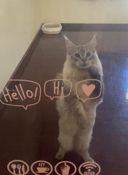 Mongkol Cat Hotel รับฝากเลี้ยง โรงแรมแมวพัฒนาการ  ทองหล่อ เอกมัย พระราม 9 ประเวศ อ่อนนุช อุดมสุข เฉลิมพระเกียรติ กรุงเทพกรีฑา กรุงเทพ รูปที่ 16