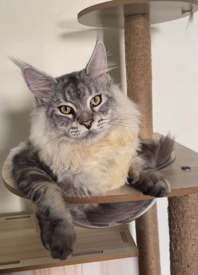 Mongkol Cat Hotel รับฝากเลี้ยง โรงแรมแมวพัฒนาการ  ทองหล่อ เอกมัย พระราม 9 ประเวศ อ่อนนุช อุดมสุข เฉลิมพระเกียรติ กรุงเทพกรีฑา กรุงเทพ รูปที่ 5