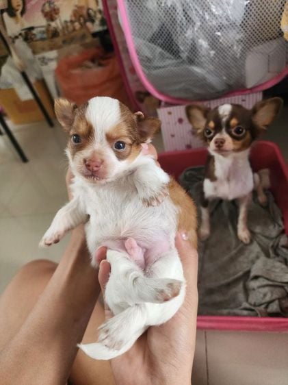 ชิวาวา (Chihuahua) เล็ก ลูกสุนัขชิวาว่า