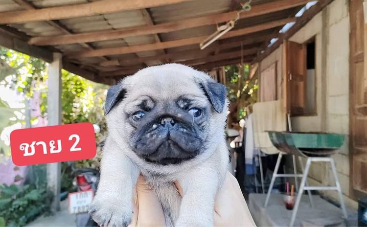 ปั๊ก ฟอร์มหมี รูปที่ 2