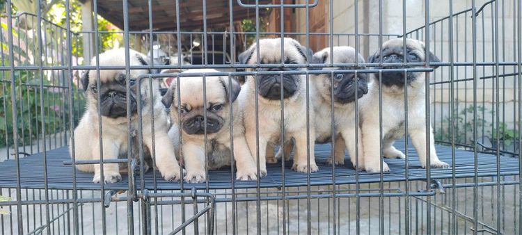 ปั๊ก ฟอร์มหมี รูปที่ 4