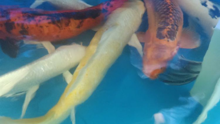 รับดูแลปลาคาร์ฟ,รักษาปลาป่วย,รับซ่อมบ่อรั่ว บ่อร้าว.รับแก้ระบบกรอง รูปที่ 8