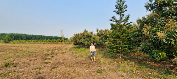 ขายที่ดิน 14 ไร่ ฝาง เชียงใหม่