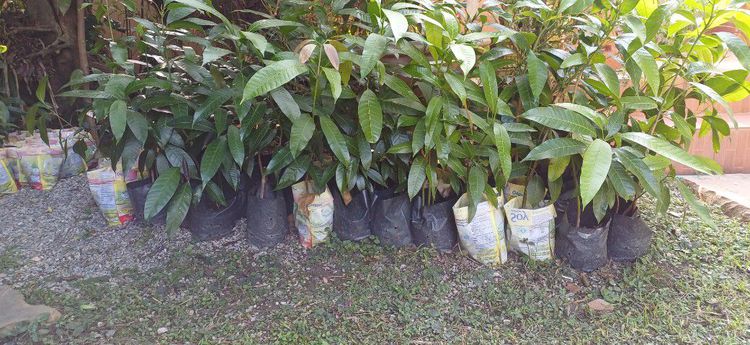 ประกาศขายต้นมะม่วงเบา รูปที่ 2