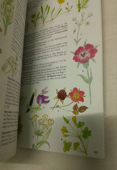 หนังสือ Wild Flowers Of Britain And Ireland
โดย   Marjorie Blamey รูปที่ 9
