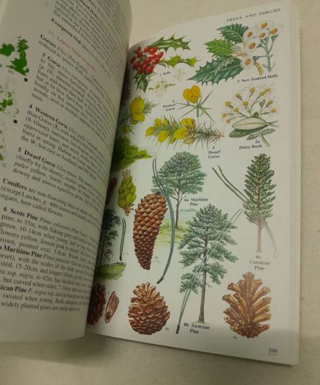 หนังสือ Wild Flowers Of Britain And Ireland
โดย   Marjorie Blamey รูปที่ 10