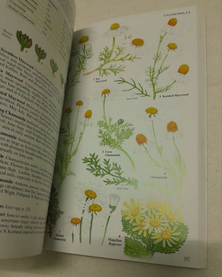 หนังสือ Wild Flowers Of Britain And Ireland
โดย   Marjorie Blamey รูปที่ 8