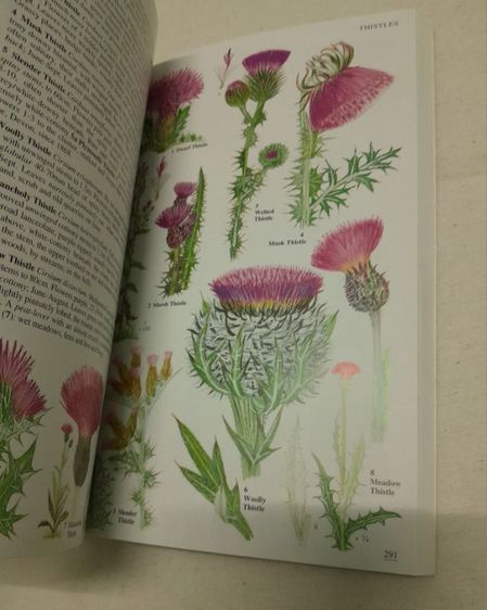 หนังสือ Wild Flowers Of Britain And Ireland
โดย   Marjorie Blamey รูปที่ 7