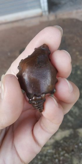 พระเครื่องเนื้อโลหะผสม(พระอุปคุตหลังเปลือกหอยเนื้อออกแดงเล็กน้อย(ไม่ทราบเกจิที่สร้าง)(550755))พระบ้านพระเครื่องรางของมงคล รูปที่ 2